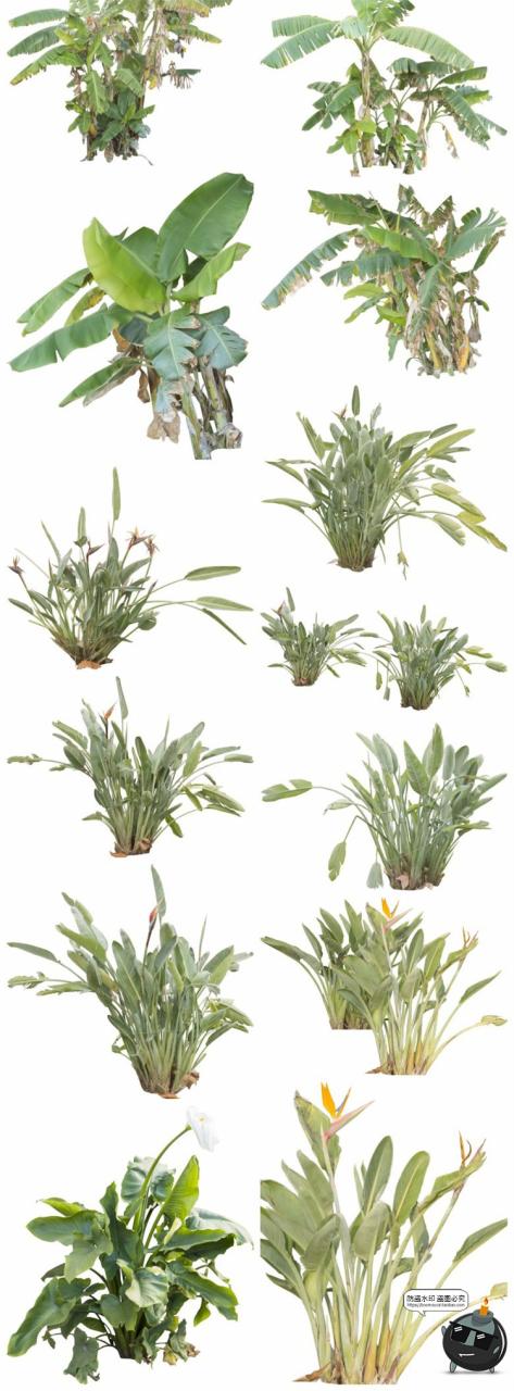 图片[5]-热带植物草叶绿植蕨类雨林PNG免抠图场景后期合成装饰元素PNG素材-设计猿