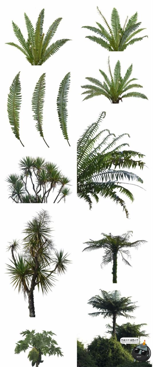 图片[6]-热带植物草叶绿植蕨类雨林PNG免抠图场景后期合成装饰元素PNG素材-设计猿