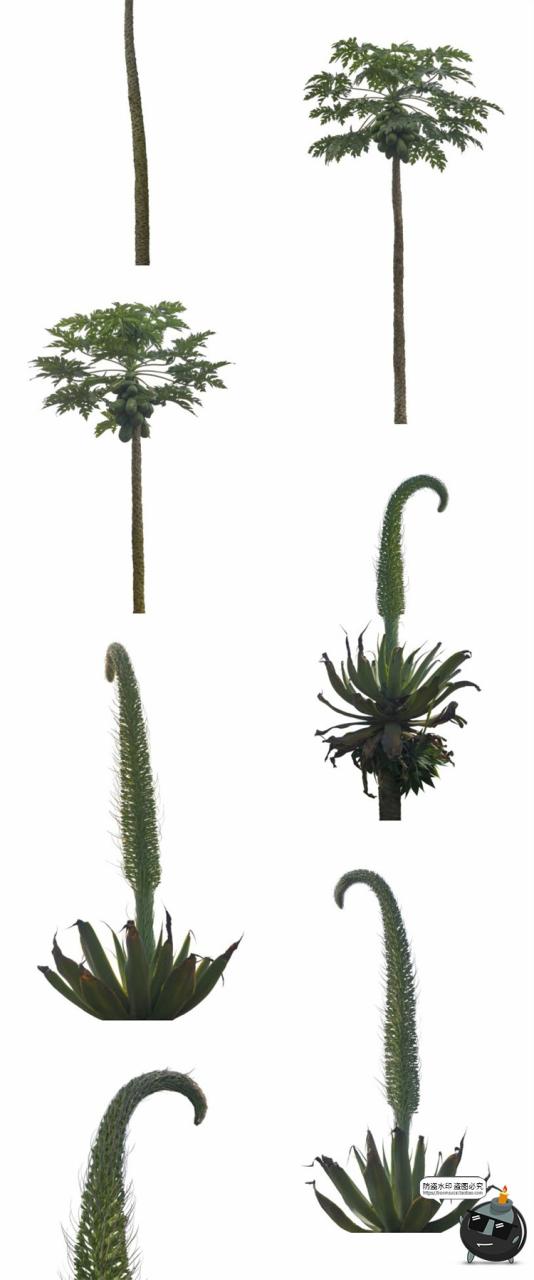 图片[7]-热带植物草叶绿植蕨类雨林PNG免抠图场景后期合成装饰元素PNG素材-设计猿