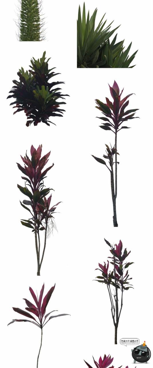 图片[8]-热带植物草叶绿植蕨类雨林PNG免抠图场景后期合成装饰元素PNG素材-设计猿
