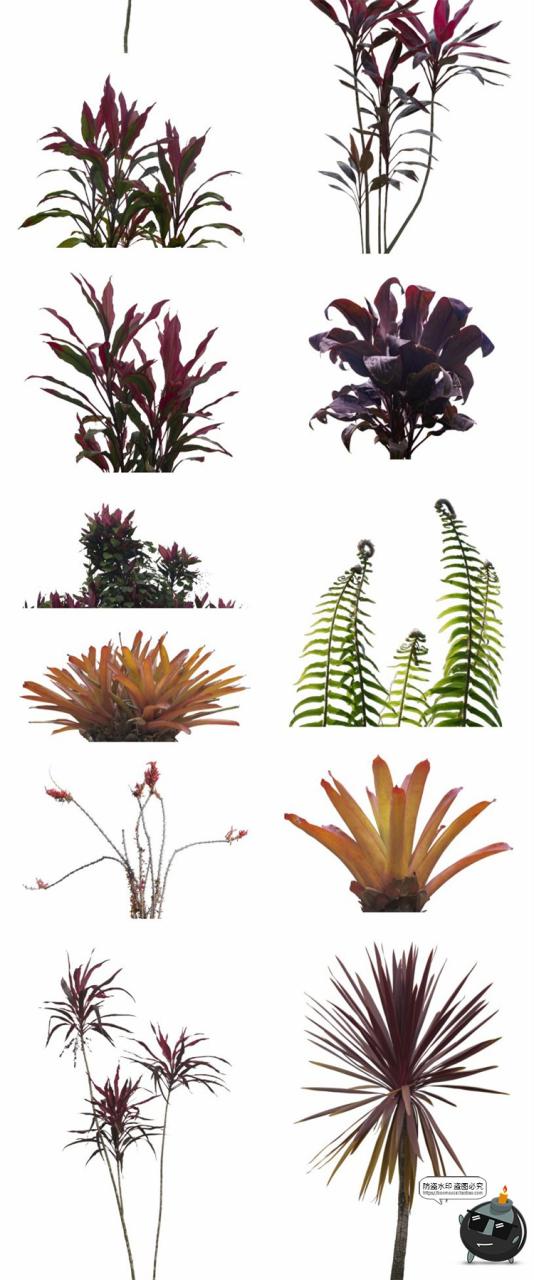 图片[9]-热带植物草叶绿植蕨类雨林PNG免抠图场景后期合成装饰元素PNG素材-设计猿