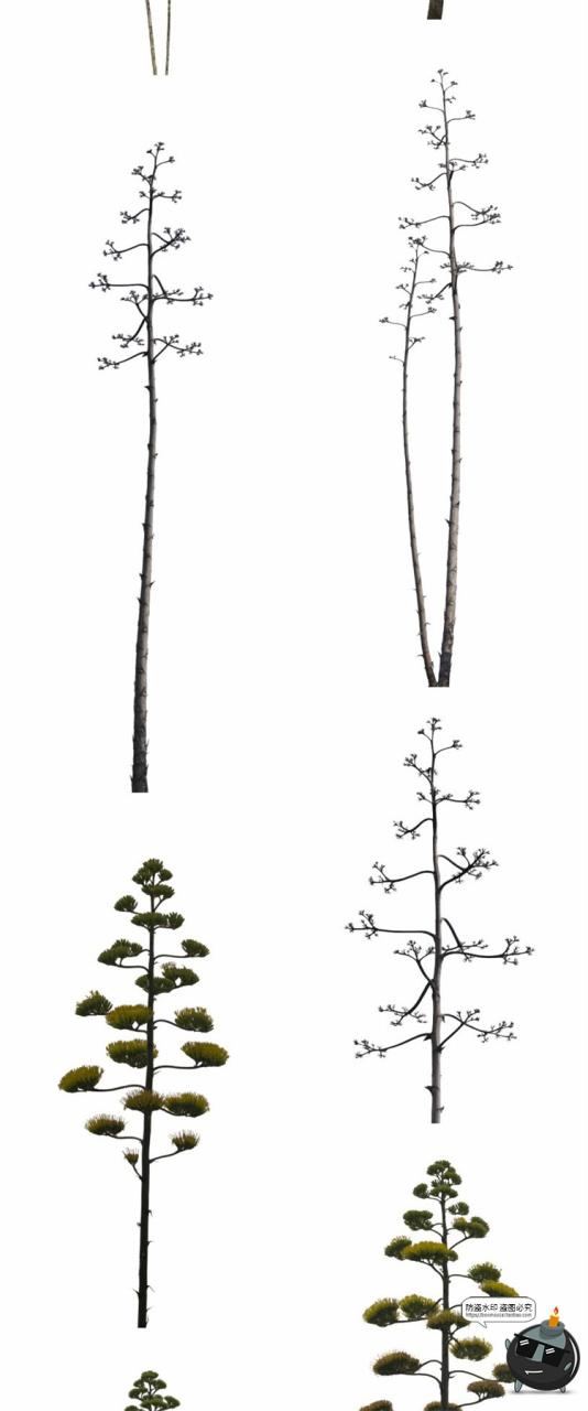 图片[10]-热带植物草叶绿植蕨类雨林PNG免抠图场景后期合成装饰元素PNG素材-设计猿