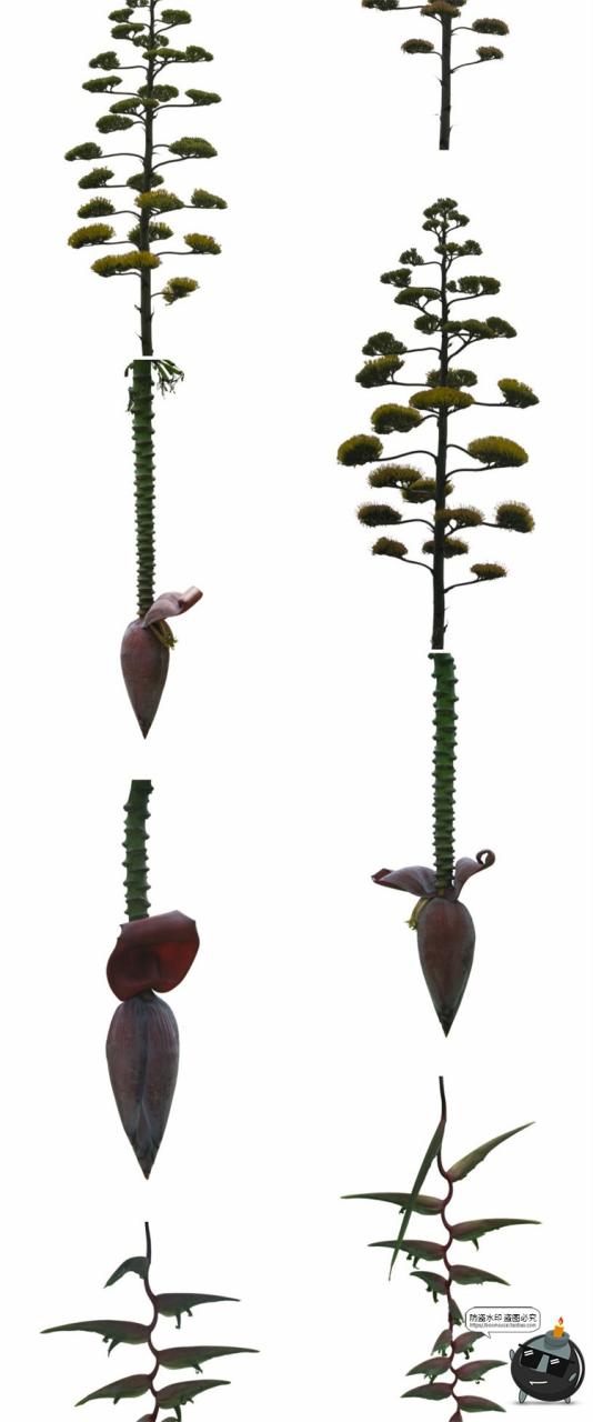 图片[11]-热带植物草叶绿植蕨类雨林PNG免抠图场景后期合成装饰元素PNG素材-设计猿