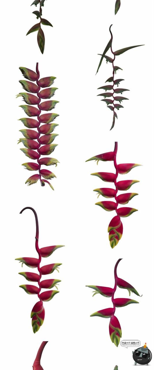 图片[12]-热带植物草叶绿植蕨类雨林PNG免抠图场景后期合成装饰元素PNG素材-设计猿