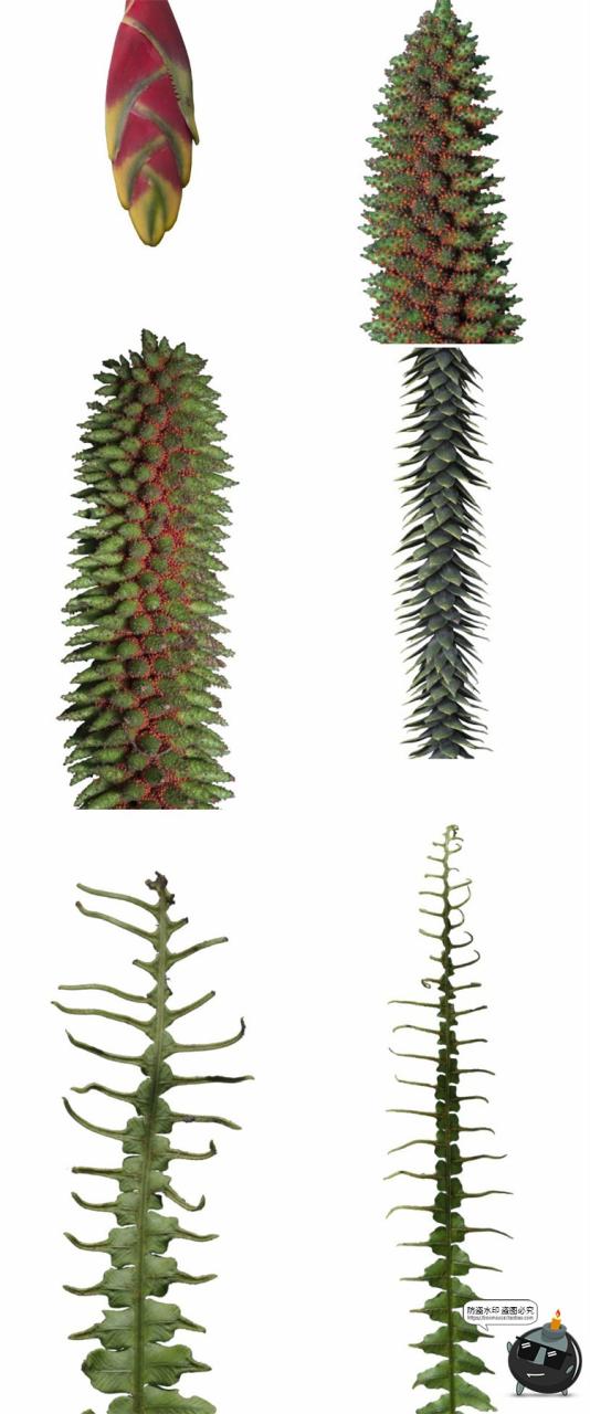 图片[13]-热带植物草叶绿植蕨类雨林PNG免抠图场景后期合成装饰元素PNG素材-设计猿