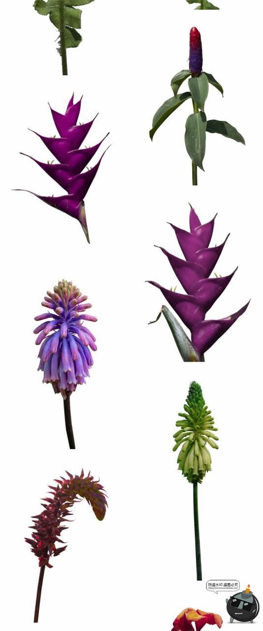 图片[14]-热带植物草叶绿植蕨类雨林PNG免抠图场景后期合成装饰元素PNG素材-设计猿