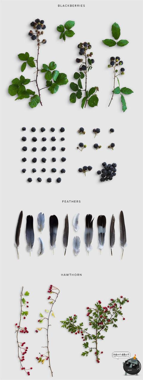 图片[3]-秋季专题落叶植物树叶树枝枯木松果秋天背景PNG元素PSD分层PS素材-设计猿