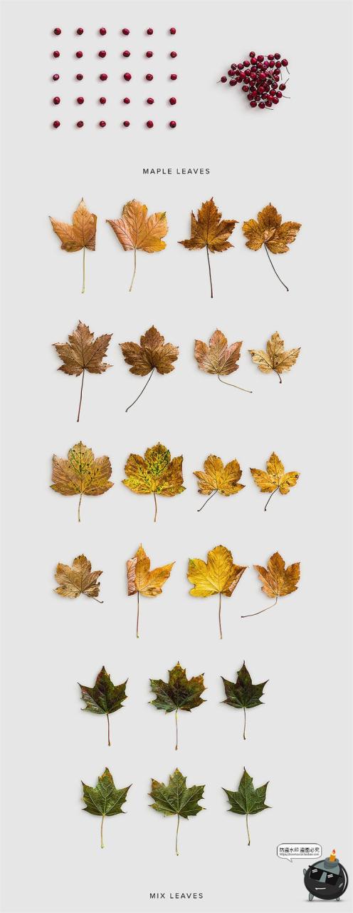 图片[4]-秋季专题落叶植物树叶树枝枯木松果秋天背景PNG元素PSD分层PS素材-设计猿