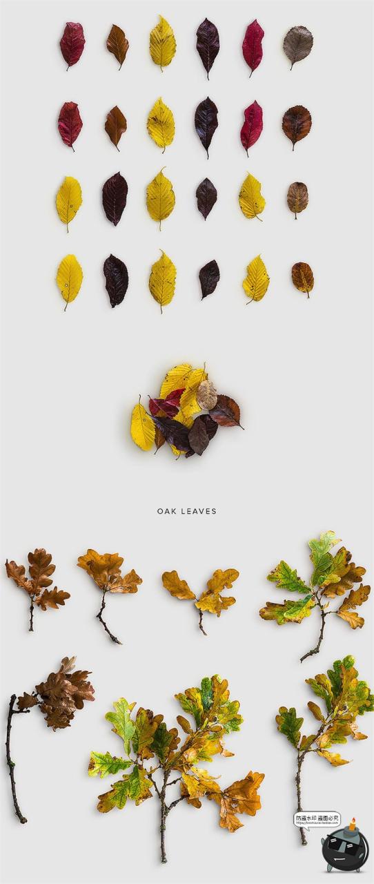 图片[5]-秋季专题落叶植物树叶树枝枯木松果秋天背景PNG元素PSD分层PS素材-设计猿