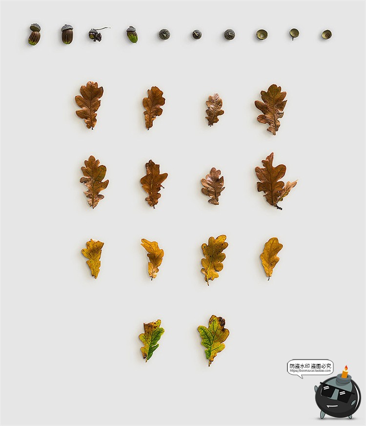 图片[6]-秋季专题落叶植物树叶树枝枯木松果秋天背景PNG元素PSD分层PS素材-设计猿