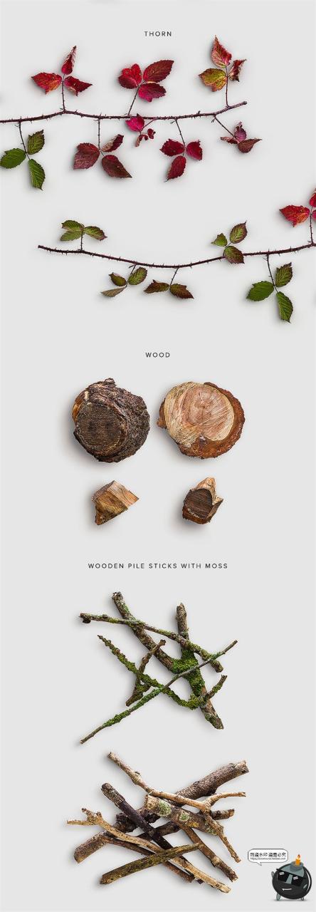 图片[9]-秋季专题落叶植物树叶树枝枯木松果秋天背景PNG元素PSD分层PS素材-设计猿