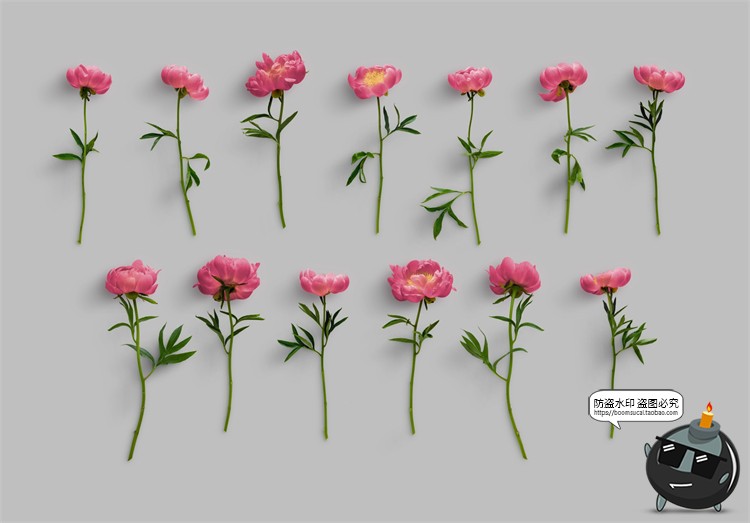 图片[2]-鲜花专题牡丹花卉芍药花艺花店植物花瓣PNG免抠源文件PSD模板素材-设计猿