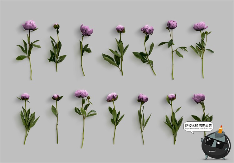 图片[4]-鲜花专题牡丹花卉芍药花艺花店植物花瓣PNG免抠源文件PSD模板素材-设计猿