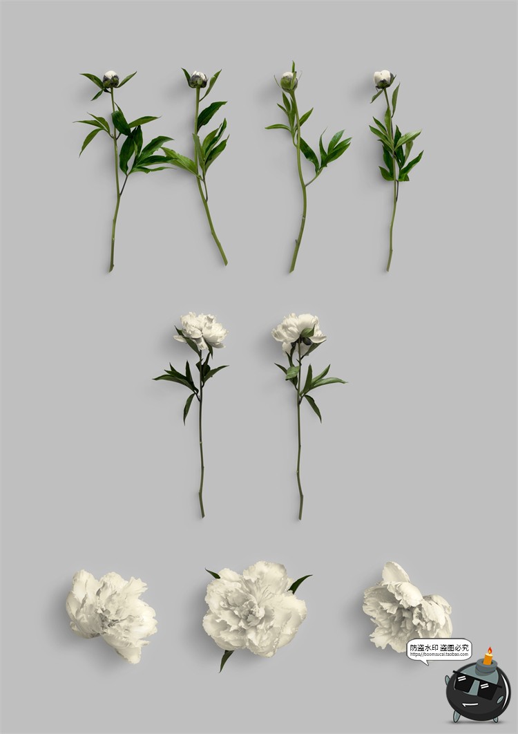 图片[5]-鲜花专题牡丹花卉芍药花艺花店植物花瓣PNG免抠源文件PSD模板素材-设计猿