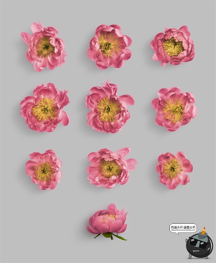 图片[10]-鲜花专题牡丹花卉芍药花艺花店植物花瓣PNG免抠源文件PSD模板素材-设计猿