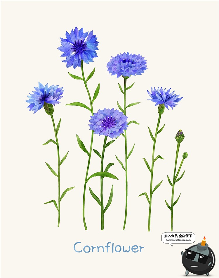 图片[1]-小清新路边一株野花野草植物薰衣草花草鲜花叶子插画图案PSD素材-设计猿