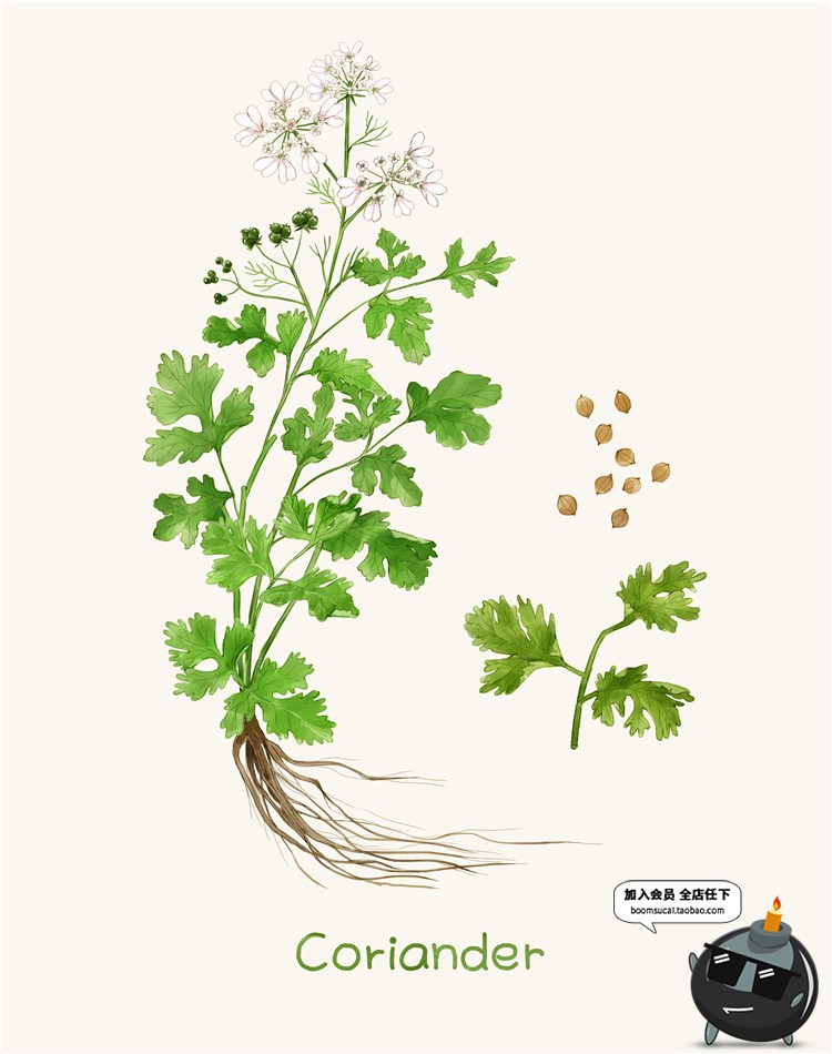 图片[2]-小清新路边一株野花野草植物薰衣草花草鲜花叶子插画图案PSD素材-设计猿