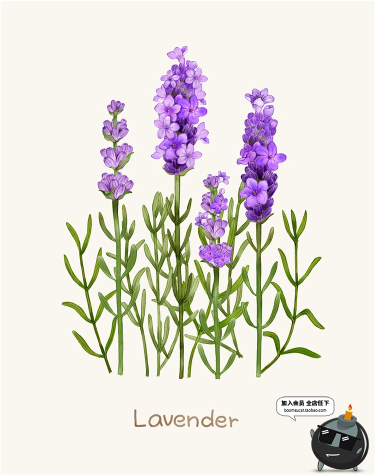 图片[3]-小清新路边一株野花野草植物薰衣草花草鲜花叶子插画图案PSD素材-设计猿