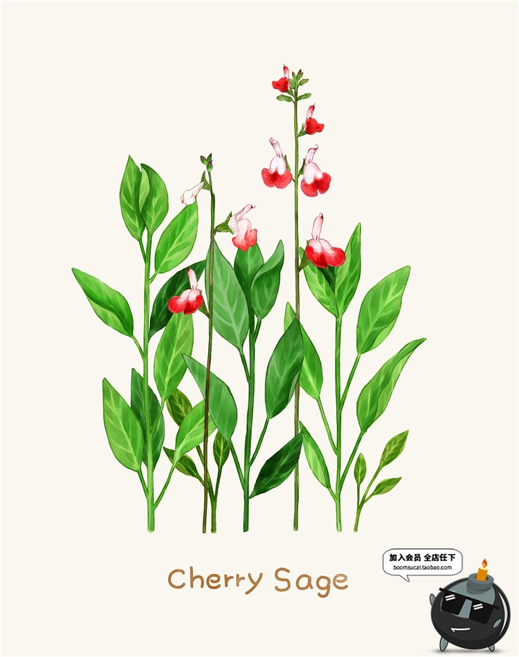 图片[4]-小清新路边一株野花野草植物薰衣草花草鲜花叶子插画图案PSD素材-设计猿