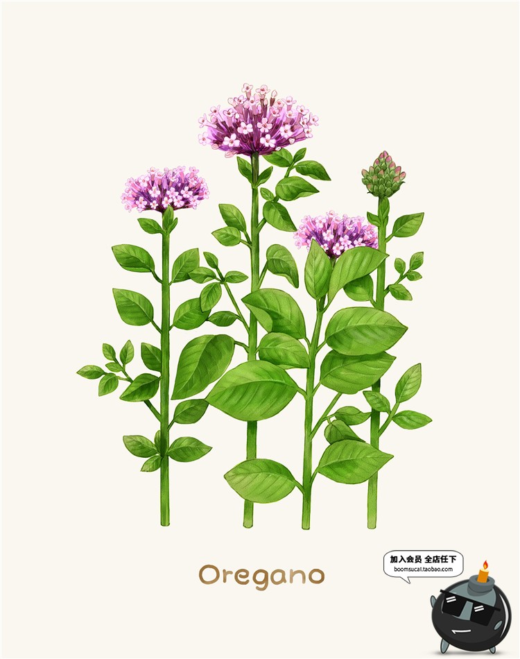 图片[5]-小清新路边一株野花野草植物薰衣草花草鲜花叶子插画图案PSD素材-设计猿