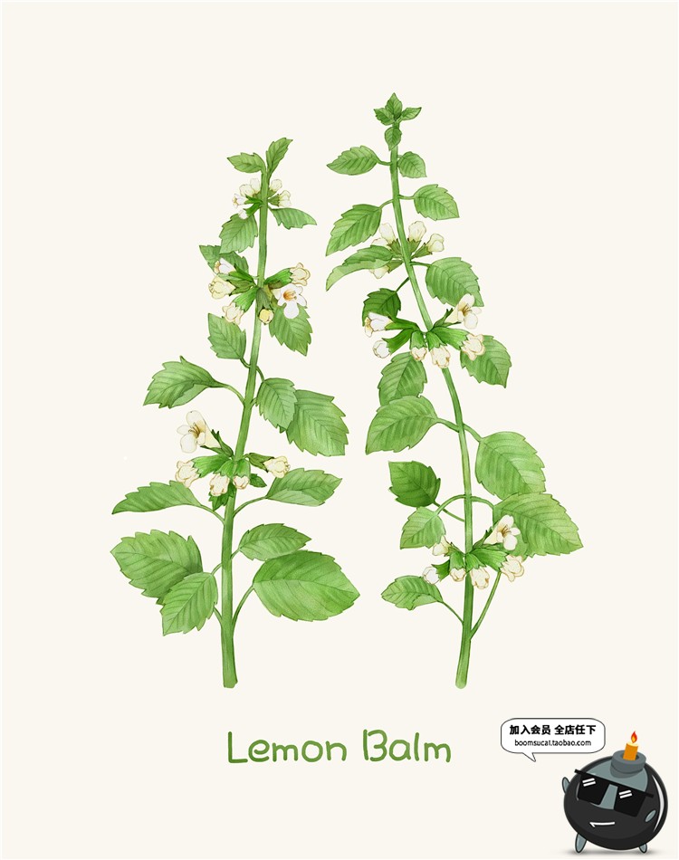 图片[7]-小清新路边一株野花野草植物薰衣草花草鲜花叶子插画图案PSD素材-设计猿