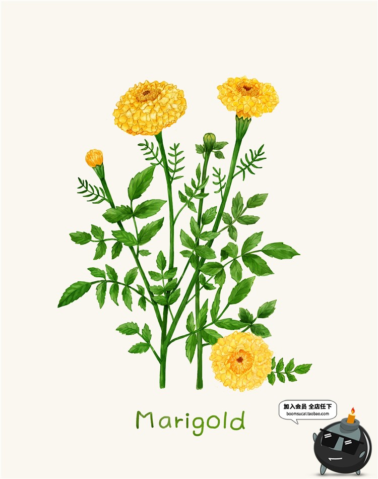 图片[8]-小清新路边一株野花野草植物薰衣草花草鲜花叶子插画图案PSD素材-设计猿