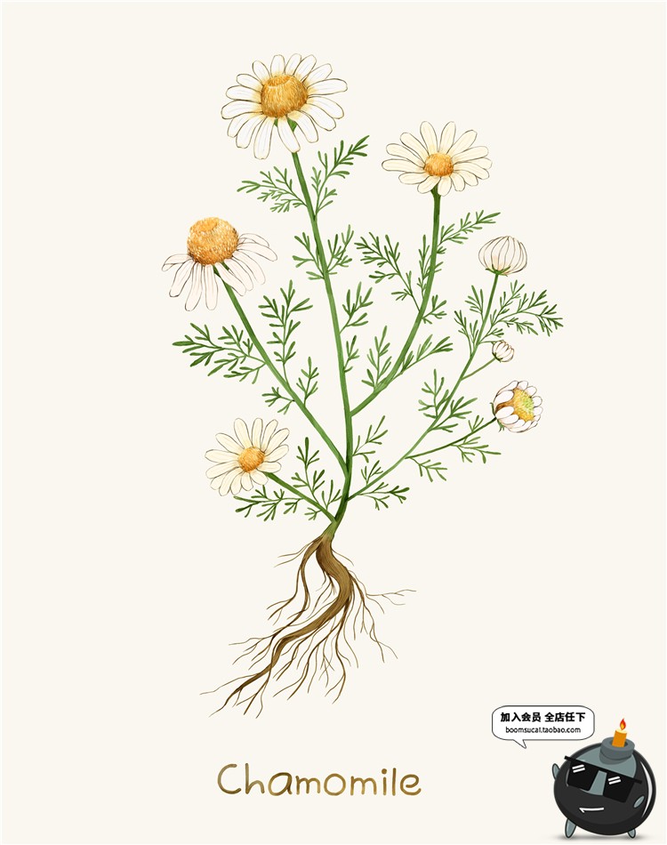 图片[9]-小清新路边一株野花野草植物薰衣草花草鲜花叶子插画图案PSD素材-设计猿