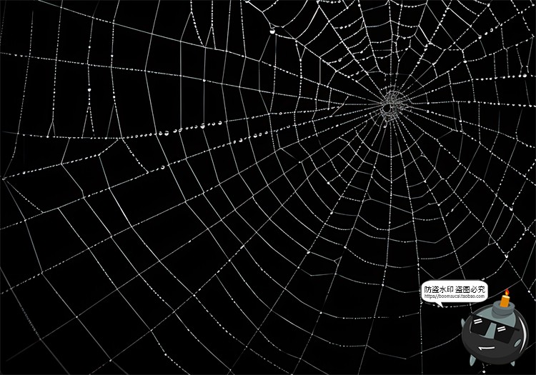 图片[9]-万圣节恐怖蜘蛛网蜘蛛丝纹理背景黑底图叠加后期合成JPG图片素材-设计猿