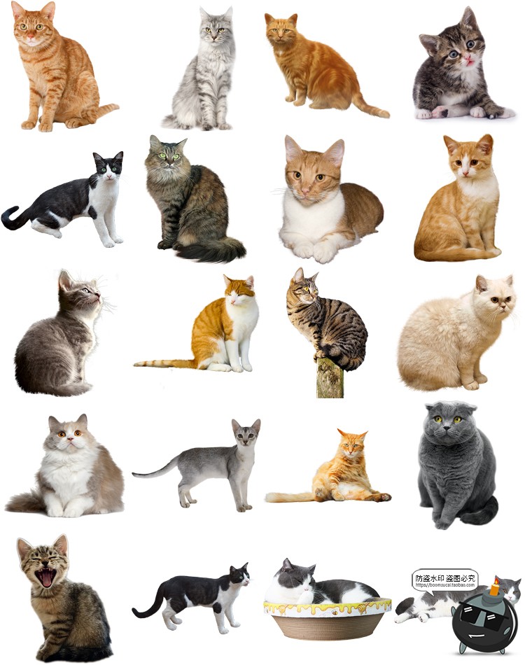 图片[1]-可爱猫咪小猫花猫黑猫小奶猫宠物猫动物免抠PNG透明背景图片素材-设计猿