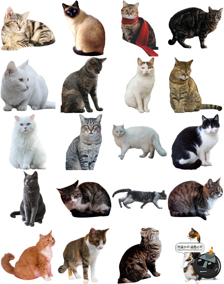 图片[4]-可爱猫咪小猫花猫黑猫小奶猫宠物猫动物免抠PNG透明背景图片素材-设计猿