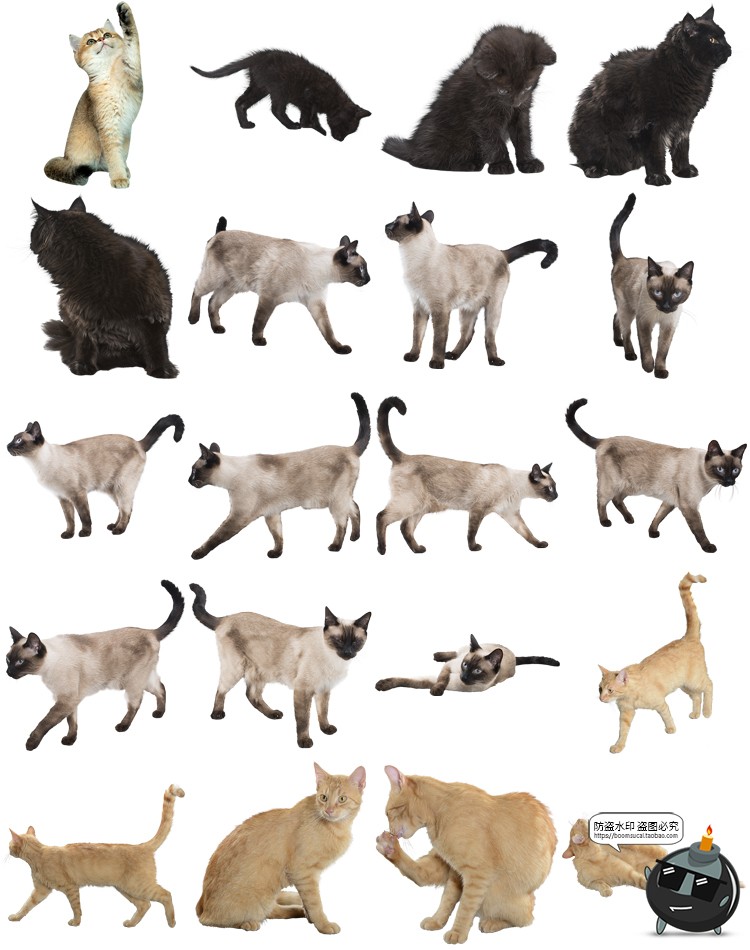 图片[5]-可爱猫咪小猫花猫黑猫小奶猫宠物猫动物免抠PNG透明背景图片素材-设计猿