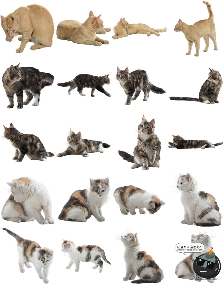 图片[6]-可爱猫咪小猫花猫黑猫小奶猫宠物猫动物免抠PNG透明背景图片素材-设计猿