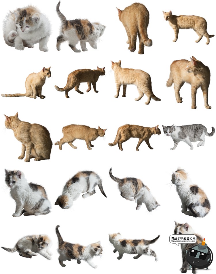 图片[7]-可爱猫咪小猫花猫黑猫小奶猫宠物猫动物免抠PNG透明背景图片素材-设计猿