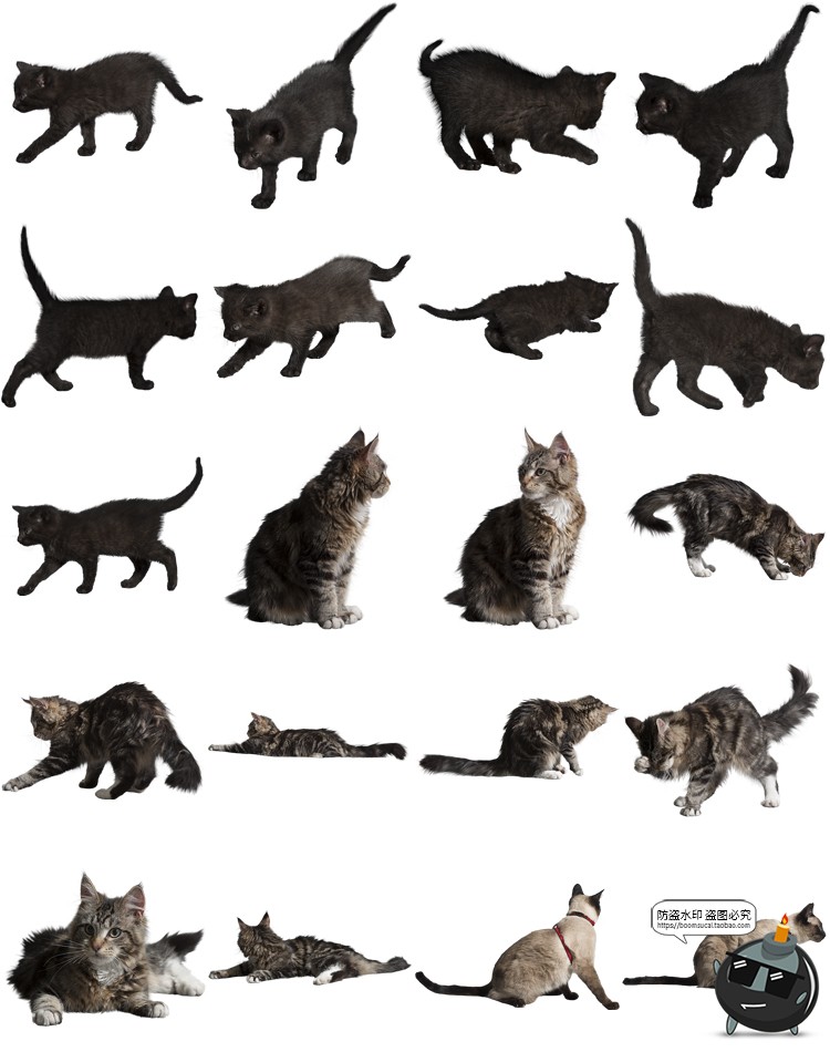 图片[8]-可爱猫咪小猫花猫黑猫小奶猫宠物猫动物免抠PNG透明背景图片素材-设计猿