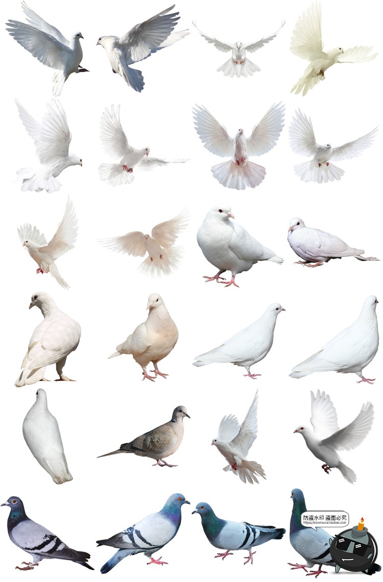 图片[1]-鸽子鸟类信鸽飞翔鸟群透明背景开业影楼后期处理PNG免抠图片素材-设计猿