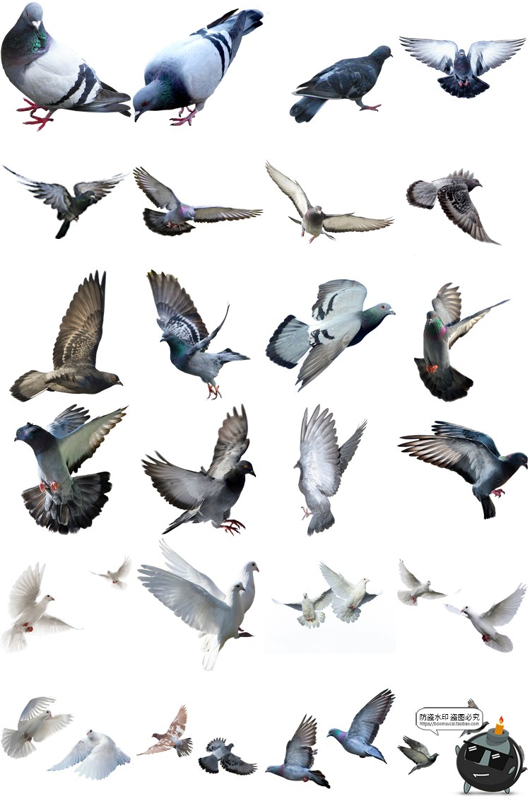 图片[2]-鸽子鸟类信鸽飞翔鸟群透明背景开业影楼后期处理PNG免抠图片素材-设计猿