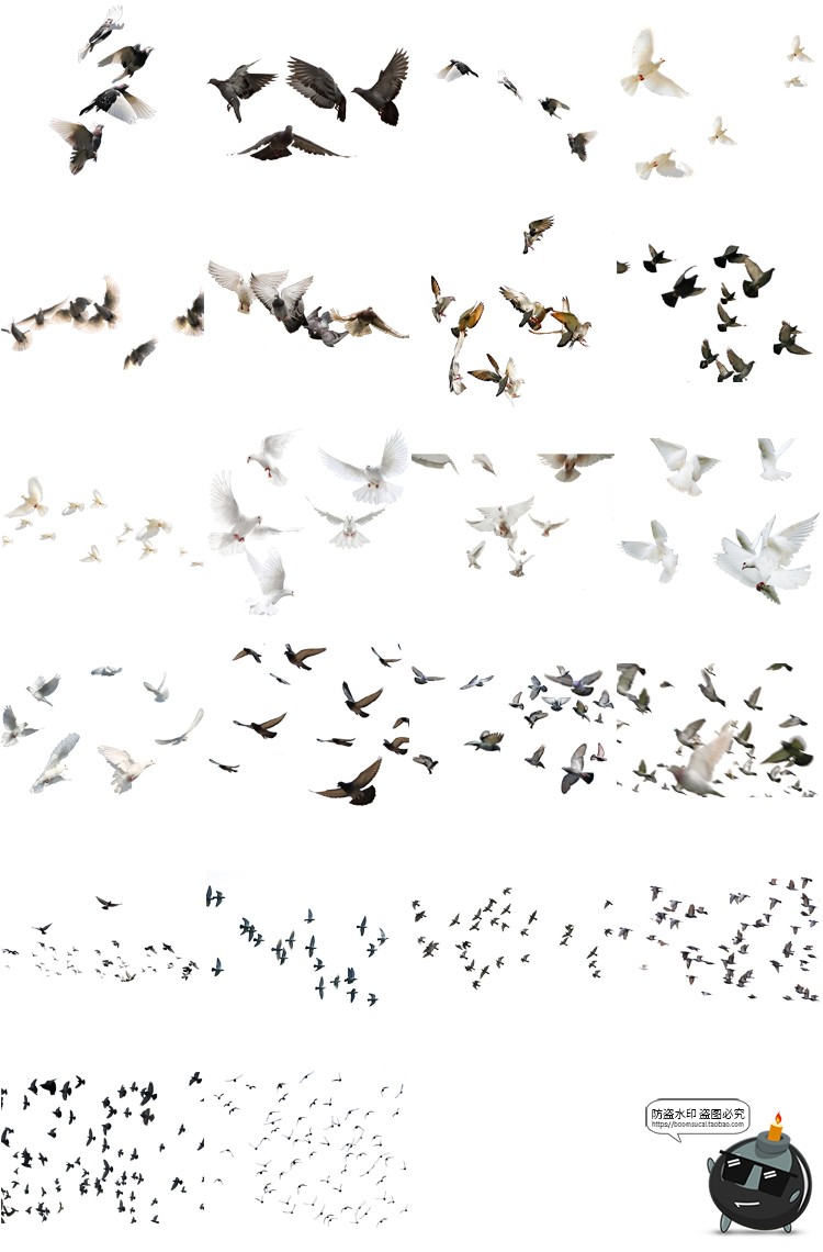 图片[3]-鸽子鸟类信鸽飞翔鸟群透明背景开业影楼后期处理PNG免抠图片素材-设计猿
