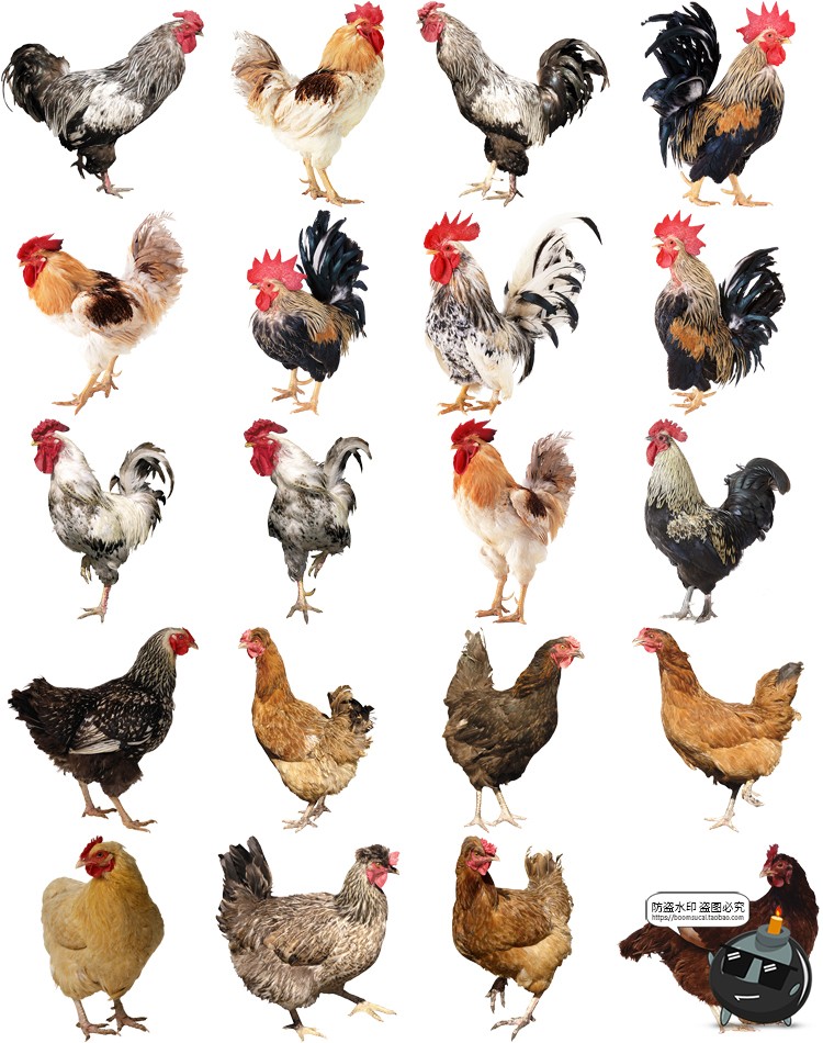 图片[1]-公鸡母鸡小鸡鸭子水鸭大白鹅白天鹅家禽动物免抠PNG透明图片素材-设计猿