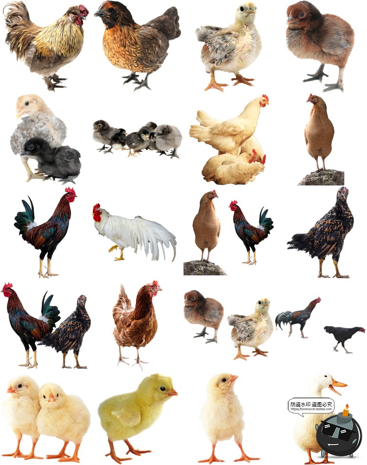 图片[3]-公鸡母鸡小鸡鸭子水鸭大白鹅白天鹅家禽动物免抠PNG透明图片素材-设计猿
