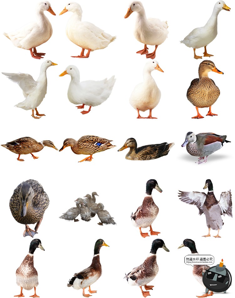图片[4]-公鸡母鸡小鸡鸭子水鸭大白鹅白天鹅家禽动物免抠PNG透明图片素材-设计猿