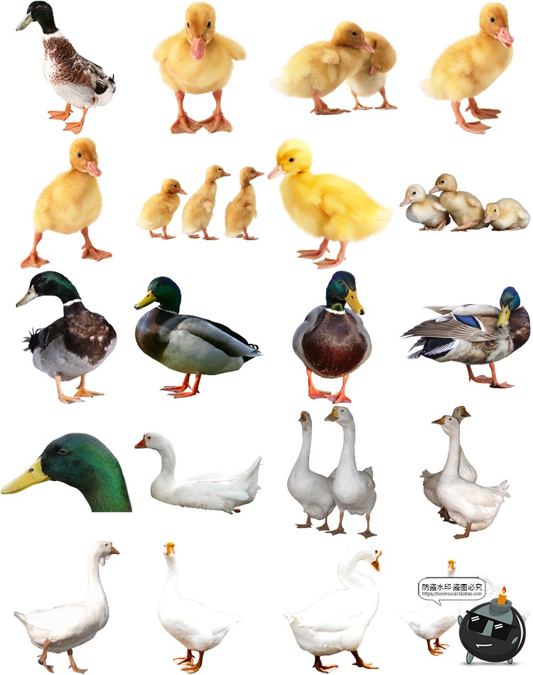图片[5]-公鸡母鸡小鸡鸭子水鸭大白鹅白天鹅家禽动物免抠PNG透明图片素材-设计猿
