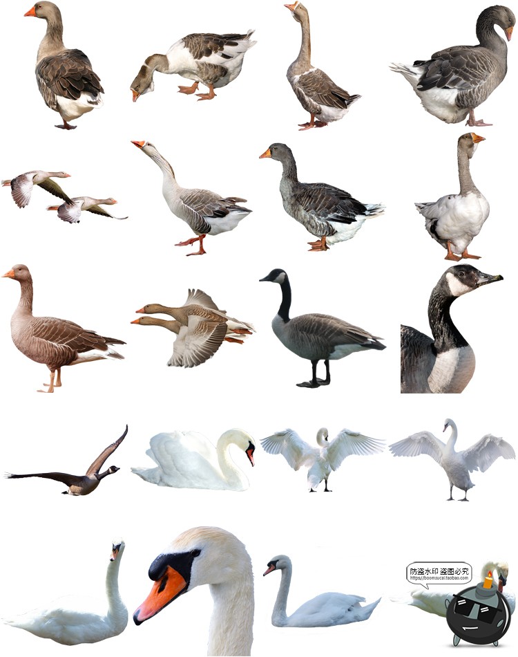 图片[6]-公鸡母鸡小鸡鸭子水鸭大白鹅白天鹅家禽动物免抠PNG透明图片素材-设计猿