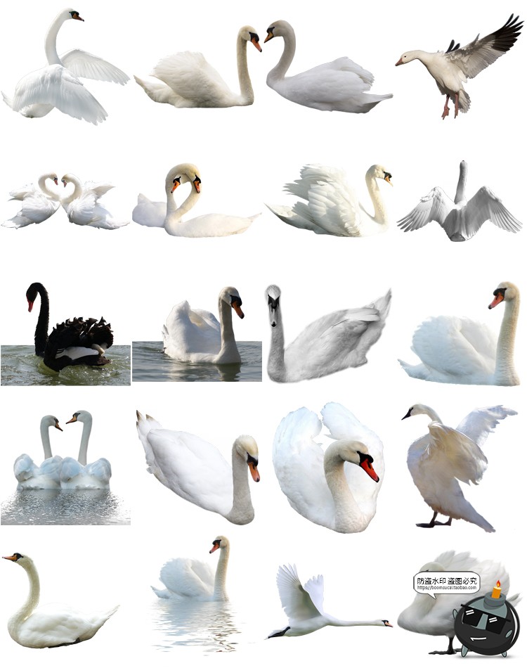 图片[7]-公鸡母鸡小鸡鸭子水鸭大白鹅白天鹅家禽动物免抠PNG透明图片素材-设计猿