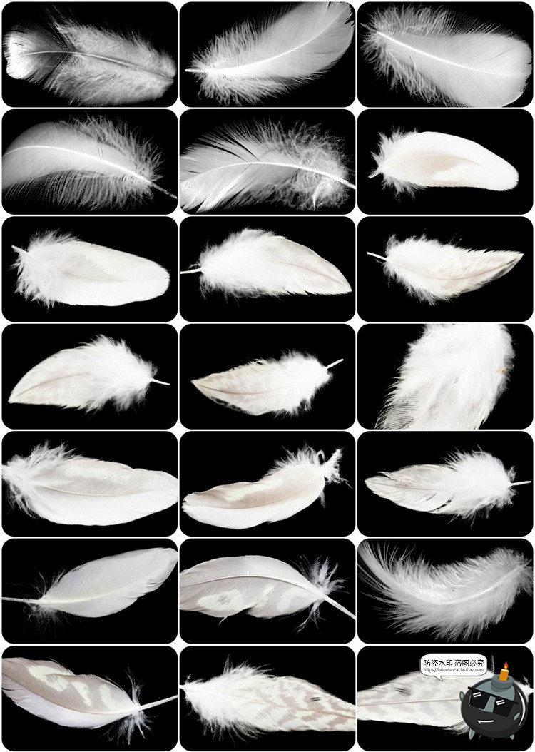 图片[4]-梦幻白色羽毛飘落效果特效照片装饰叠层PNG图片影楼后期合成素材-设计猿