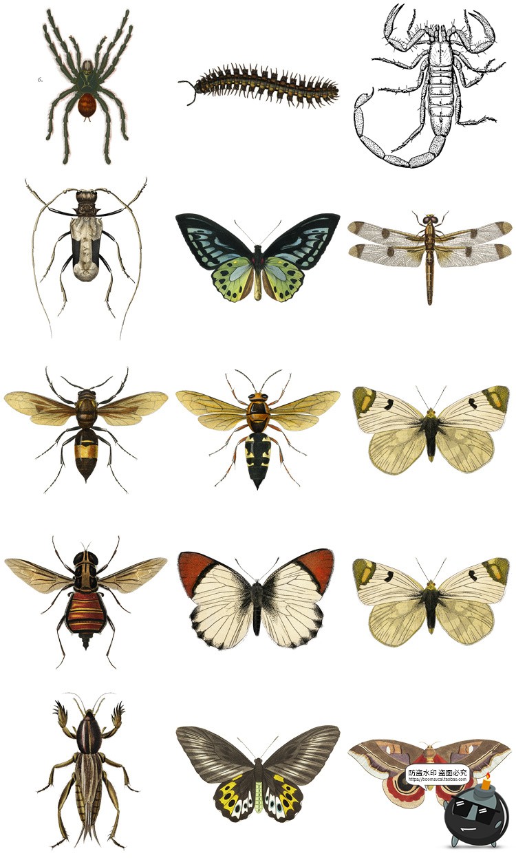 图片[3]-复古手绘哺乳爬行动物昆虫海洋生物插画艺术拼贴PNG免抠剪贴素材-设计猿