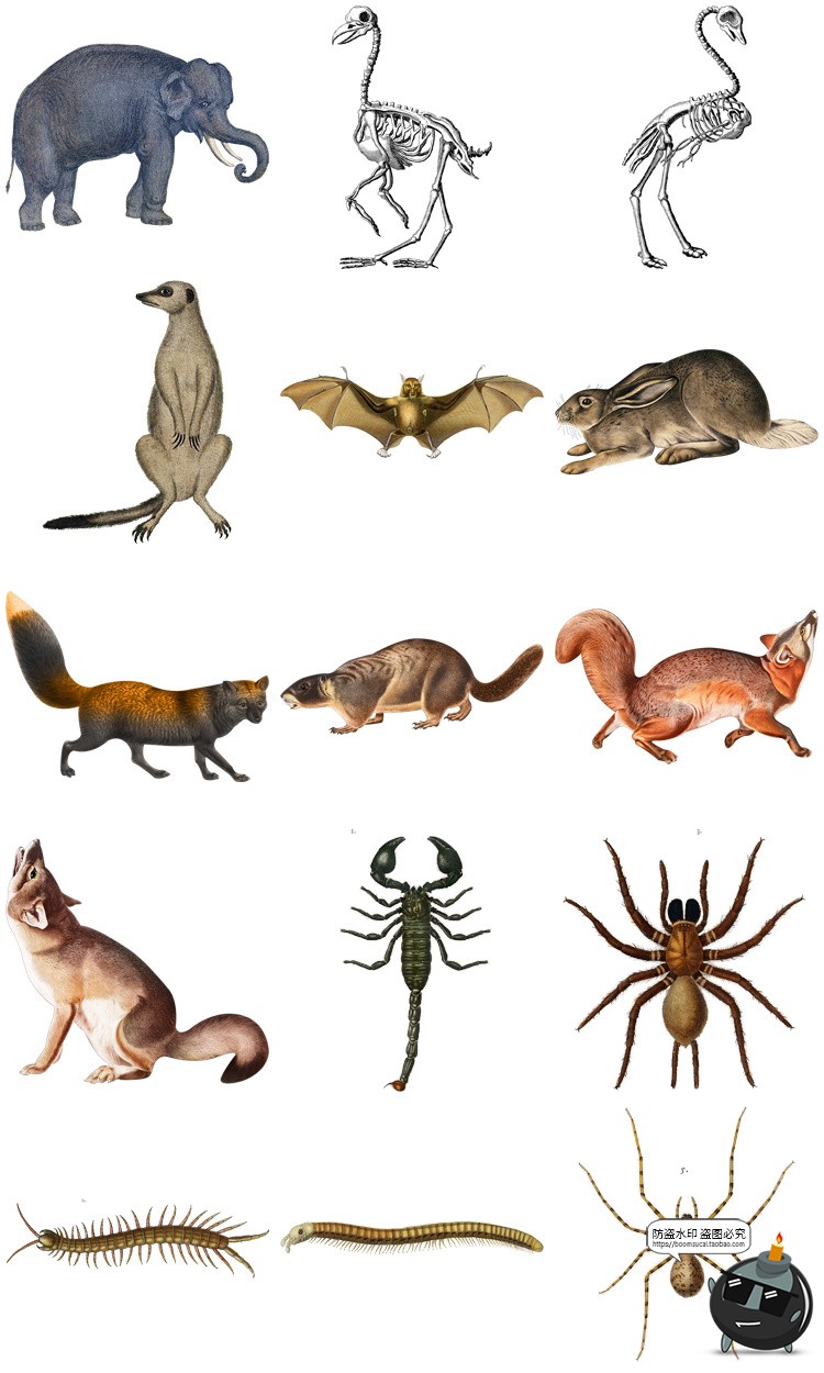 图片[4]-复古手绘哺乳爬行动物昆虫海洋生物插画艺术拼贴PNG免抠剪贴素材-设计猿