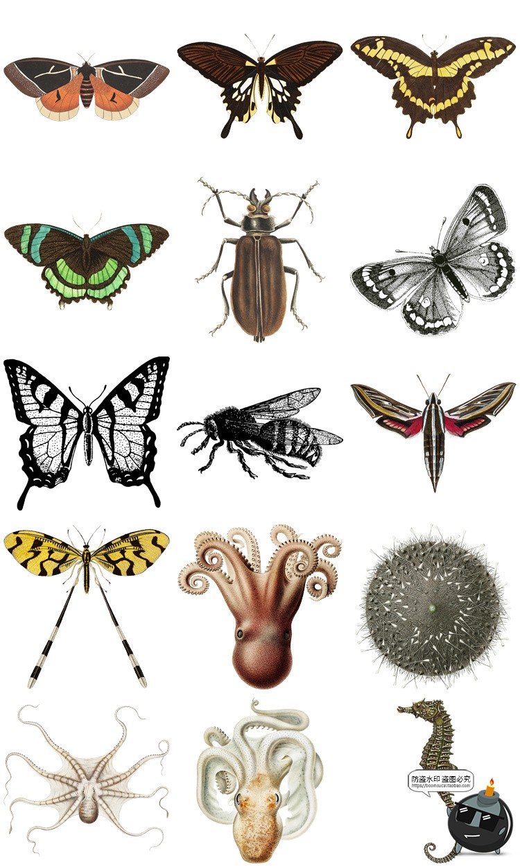 图片[5]-复古手绘哺乳爬行动物昆虫海洋生物插画艺术拼贴PNG免抠剪贴素材-设计猿