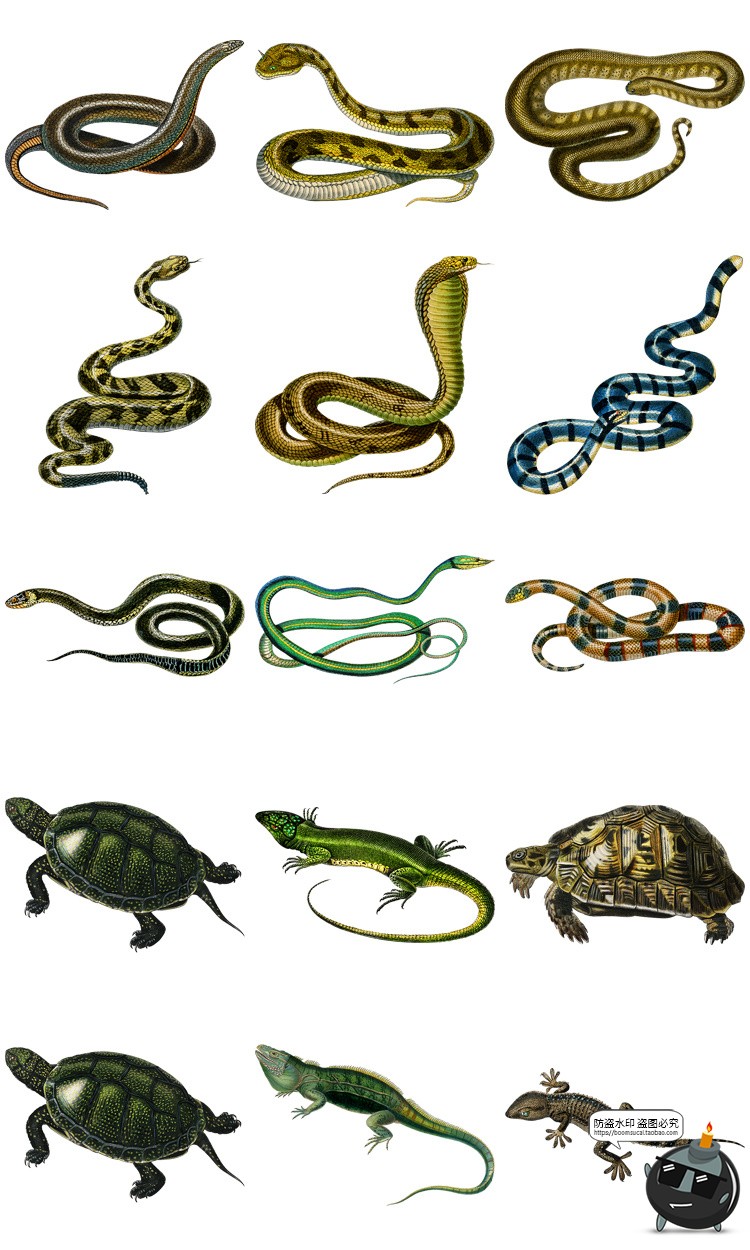 图片[8]-复古手绘哺乳爬行动物昆虫海洋生物插画艺术拼贴PNG免抠剪贴素材-设计猿