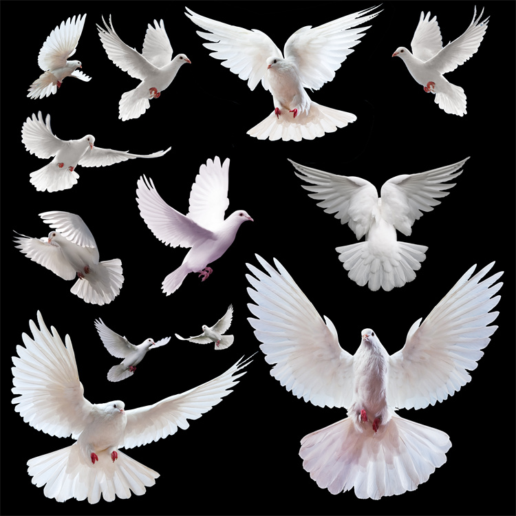 图片[1]-PS友好鸽白色鸽子鸟类鸟群PSD源文件透明背景开业影楼后期PNG素材-设计猿