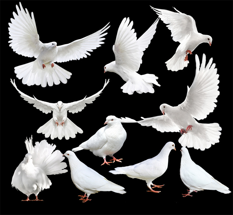 图片[2]-PS友好鸽白色鸽子鸟类鸟群PSD源文件透明背景开业影楼后期PNG素材-设计猿